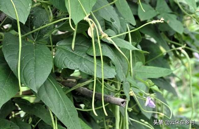 豆角开花了需要追肥吗（长豆角开始结果中施什么化肥）