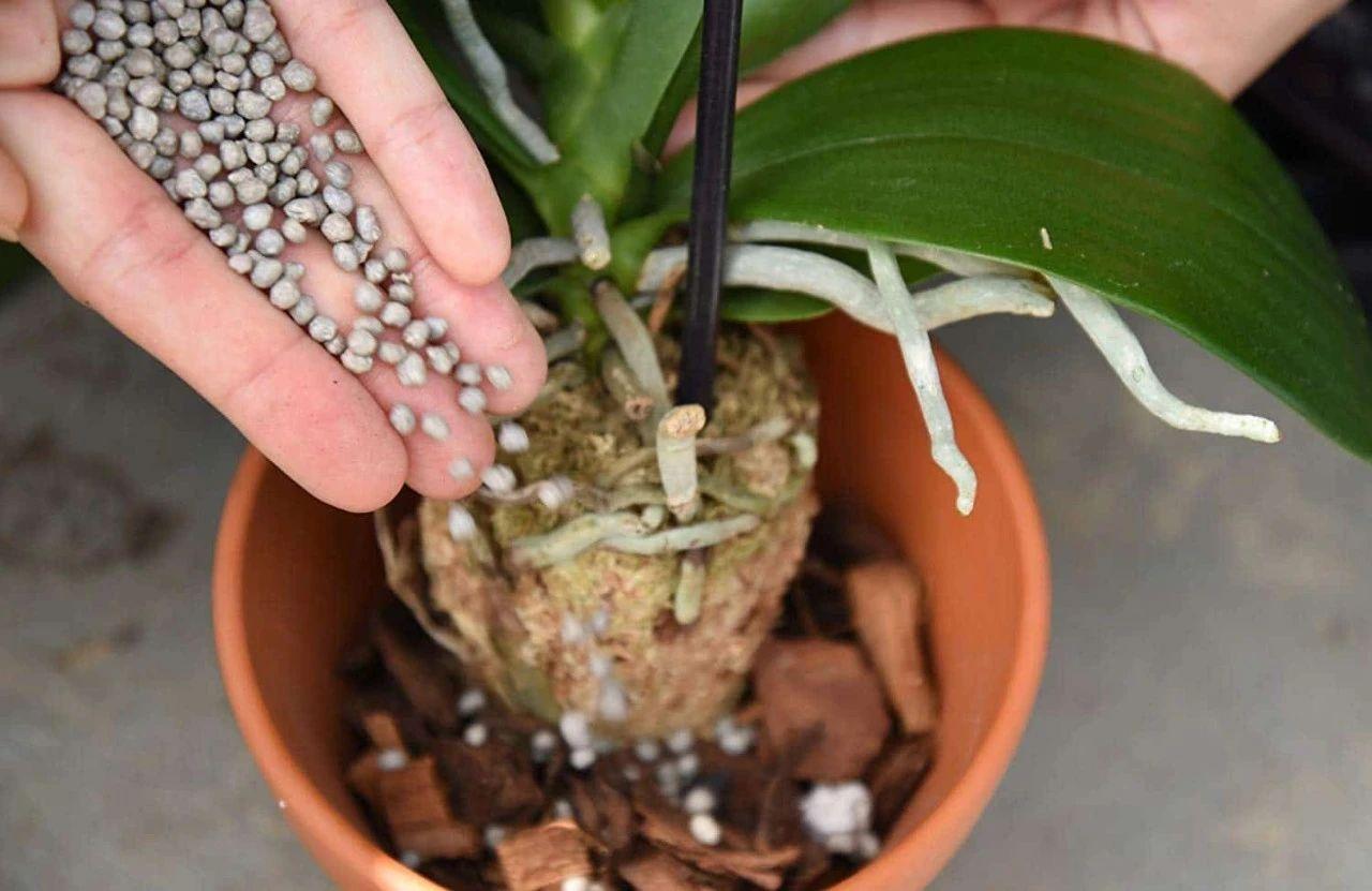 氮肥对植物的作用