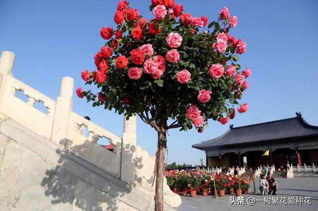 什么树可以嫁接月季花（月季花能和什么树嫁接养护）