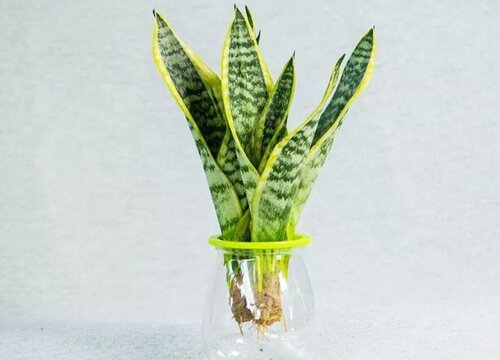 水培植物怎么种植方法