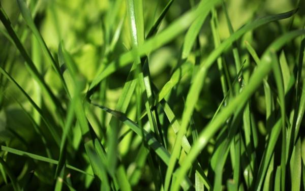 冬季韭菜的种植与管理方法（冬天韭菜如何施肥过冬）