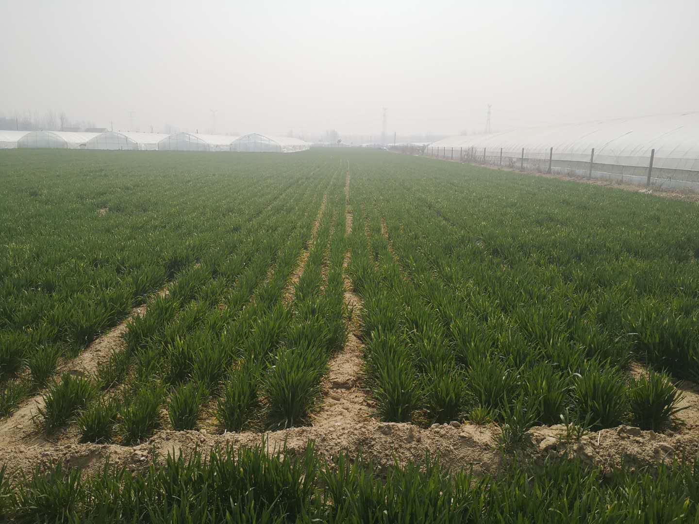 尿素追肥可以撒施在小麦上吗（小麦追肥后要浇水吗）