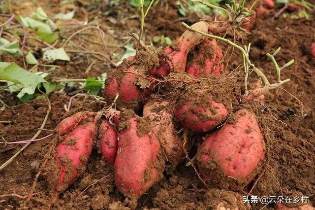 红薯种植底肥什么最好（管理红薯用什么肥料产量高）