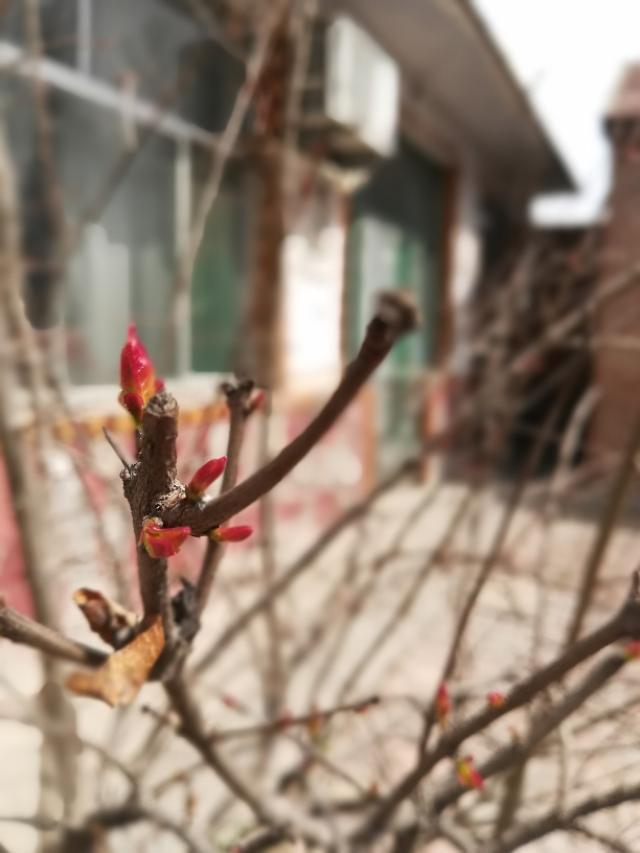 倒春寒对农作物的影响 （今年倒春寒对农业有什么危害）