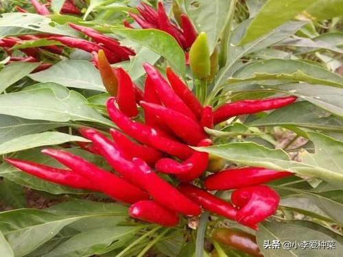 朝天椒烂果是什么原因（朝天椒种植果实烂果的原因）
