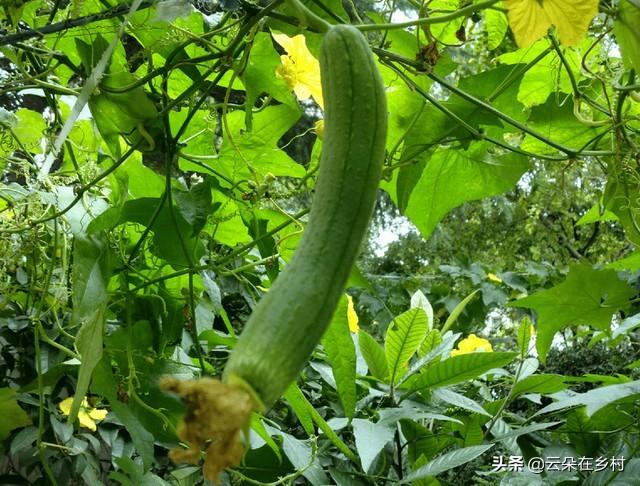 丝瓜秧不开花不结果怎么回事（只长藤不结瓜解决办法）