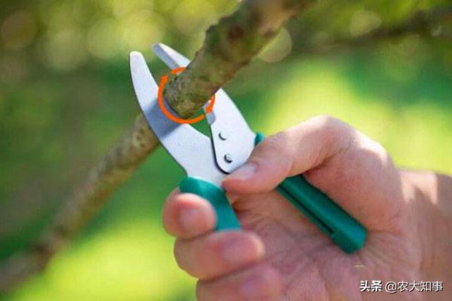 为什么环割可以提高果树产量（果树环割能多结果增产）