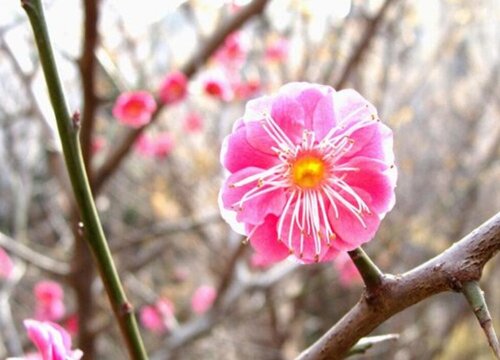 十大名贵梅花