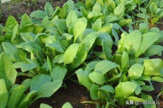 怎样让菠菜种子发芽出苗快（种植前浸种催芽提高出苗率）