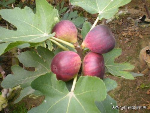 无花果怎样种植丰产结果多（无花果怎么施肥长得好）