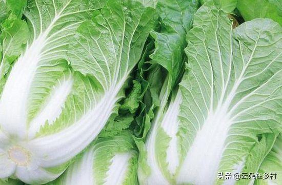 大白菜不包心的原因及解决方法（不包心什么原因造成的）