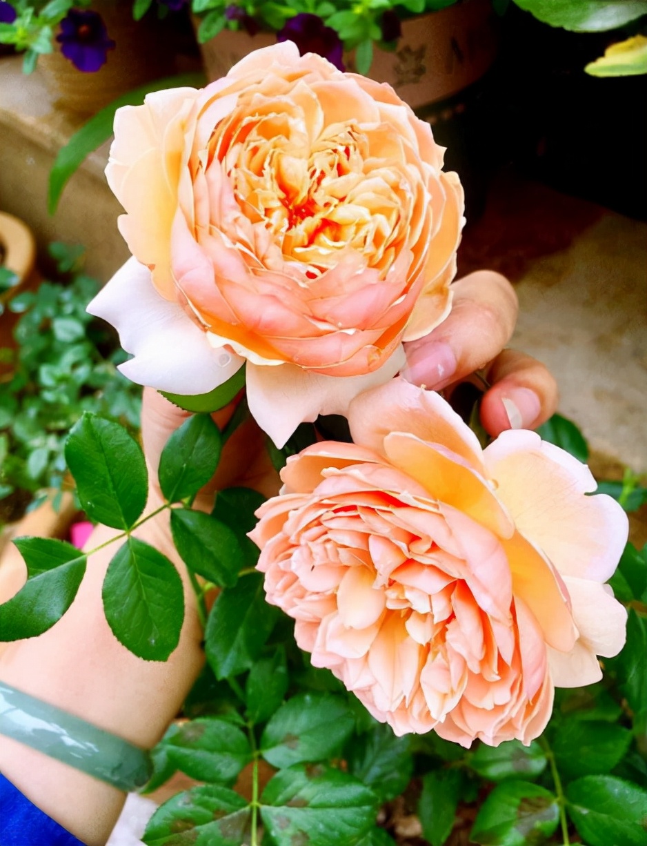 最稀有的月季花品种名称及图片（经典名贵月季花品种排行榜）