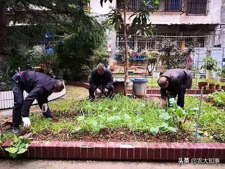 住宅小区里面能种菜吗（小区住户在空地种菜违反规定吗）
