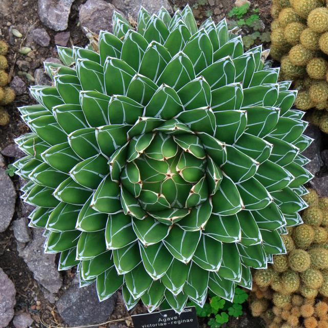 多肉植物图鉴之鬼脚掌