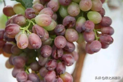 葡萄酸腐病、溃疡病、白腐病的发病原因与防治措施
