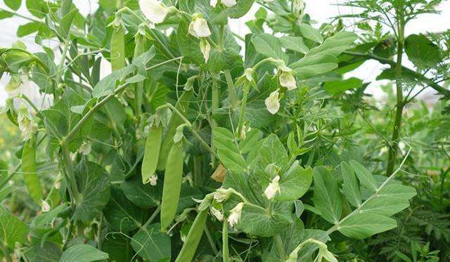 荷兰豆怎么种植产量高（荷兰豆种植时间和栽培方法）