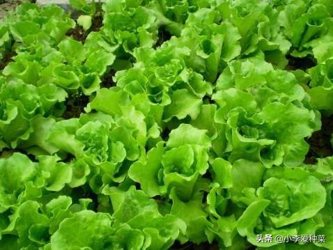 生菜的正确种植方法（生菜种子怎么种植方法如下）