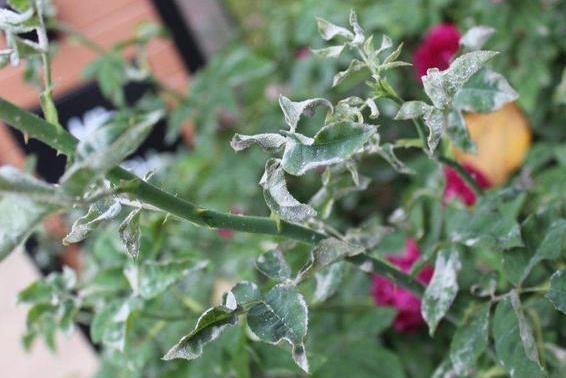 月季花长白霜用什么药（月季花长了白色的霜是什么东西）
