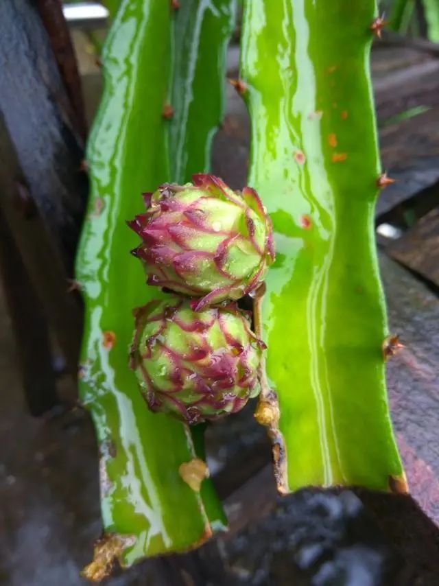 盆栽也能结出火龙果，十拿九稳的繁殖养护方法，通通自己搞定