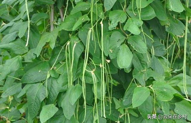 豆角干叶卷叶原因与补救方法（豆角卷叶可以用农家肥吗）