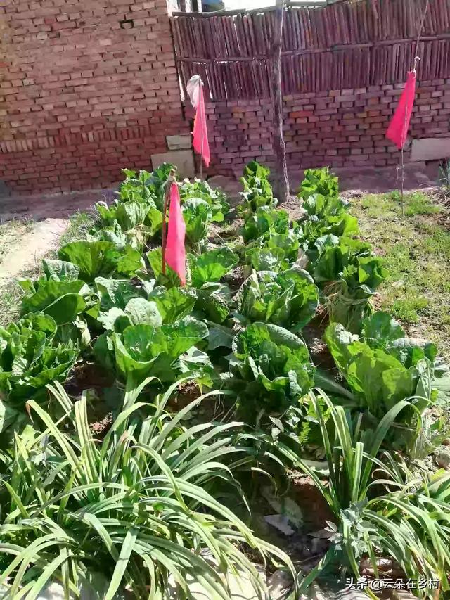 霜降后大白菜的管理技术与方法（霜降大白菜还能生长吗）