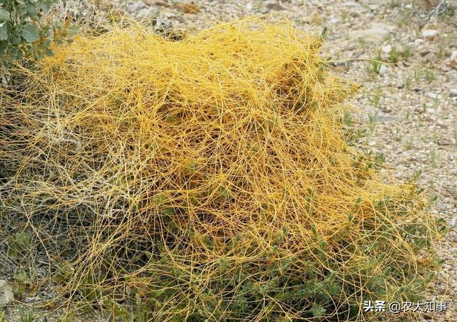 大豆田里的菟丝子怎么去除（黄豆地里菟丝子清除掉方法）