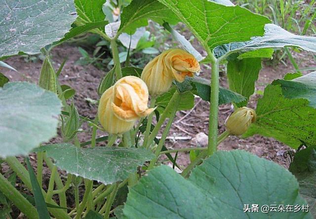 南瓜苗长势很好就是不结南瓜（南瓜怎样管理才能结果）