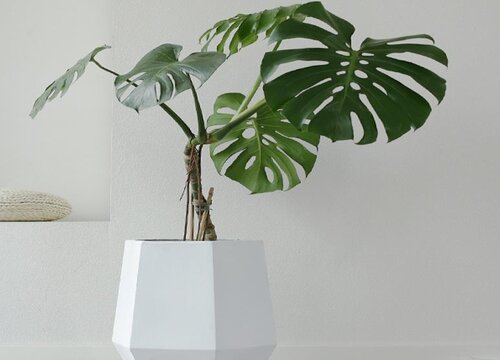 空气净化植物十大排名