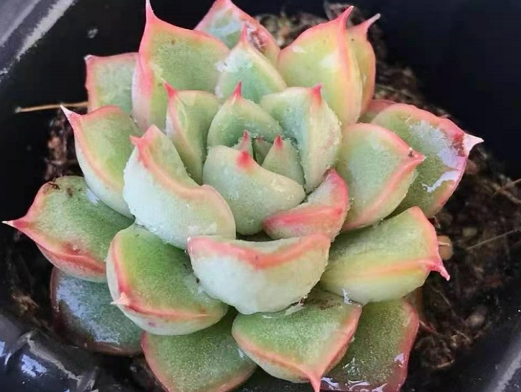 梦幻天使多肉怎么养出状态