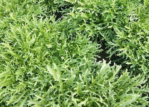 苦菜是什么菜