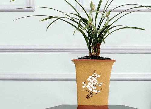 怎么样才能把春兰养开花（怎样养护兰花每年都开花）