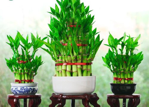 节节高冬天怎么养护