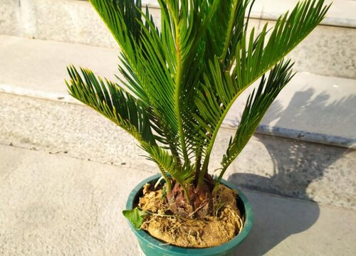 铁树怎么换土