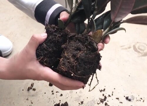 橡皮树怎么换土