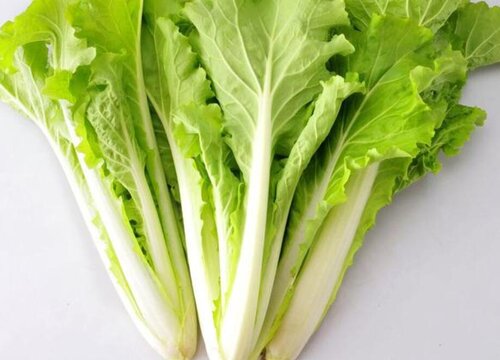毛毛菜是什么菜