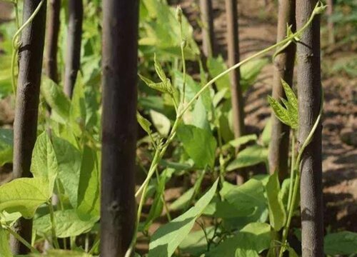 豆角种植方法步骤 豆角种植时间和技术