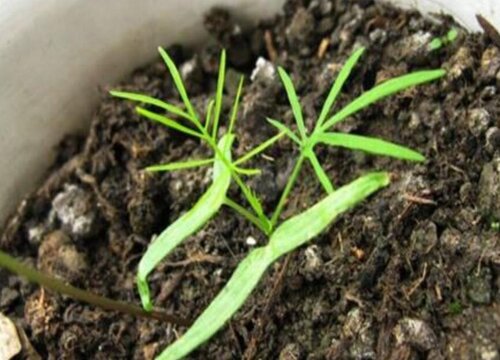 羽叶茑萝的养殖方法和注意事项