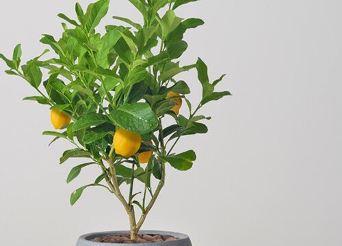 柠檬树北方可以种植吗 在北方能过冬吗