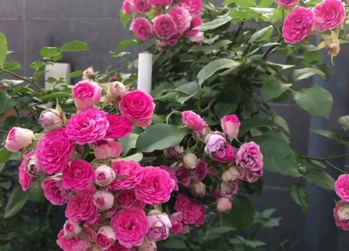 月季春季修剪时间和方法（春天月季如何修剪的技术）