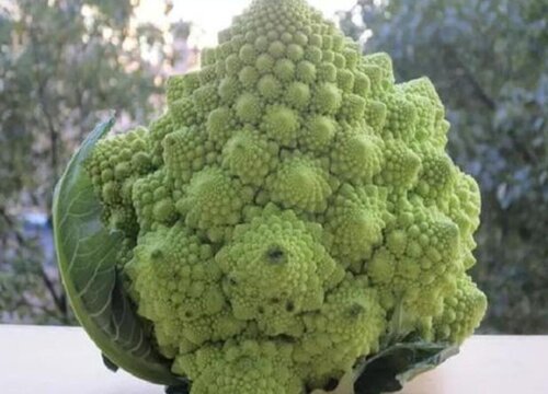 新奇蔬菜品种 最新的珍稀蔬菜品种名称及图片