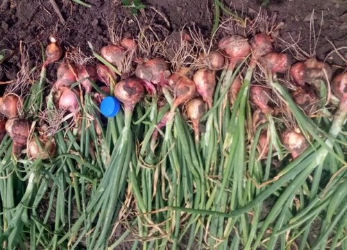 毛葱种植时间和方法 栽培时间与种植技术