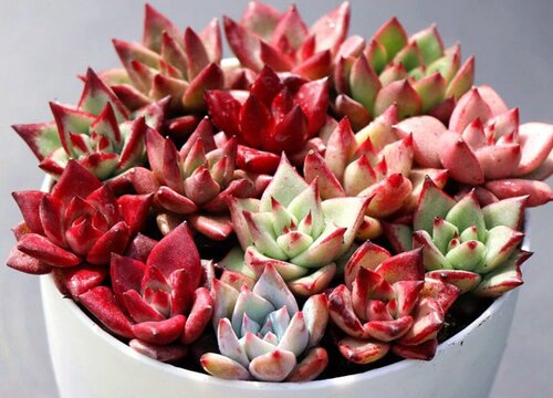 天冷多肉植物颜色变化的原因（冬天多肉颜色越来越好看）
