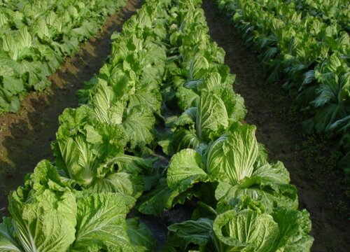 大白菜种植时间和收获时间