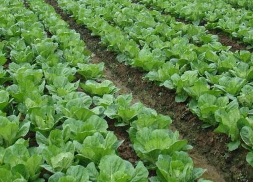 大白菜几天出苗 从种子变成小苗需要多少天