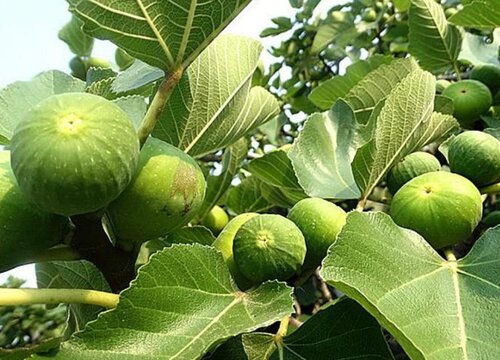 无花果施肥用什么肥料 施什么肥果实大