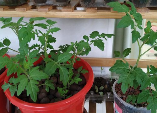 阳台小番茄的种植方法和时间 盆栽种植步骤（详解）