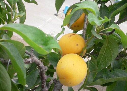 北方杏树什么时候种植最好
