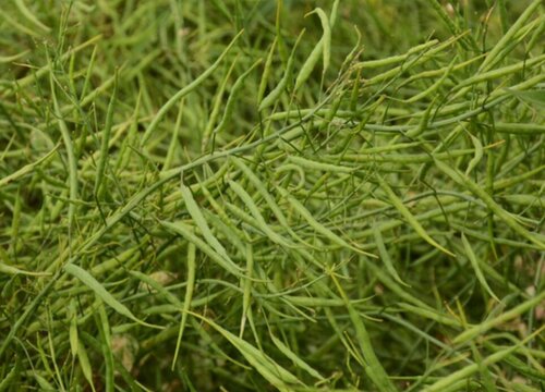 种油菜籽用什么肥料最好 栽油菜施什么肥产量高