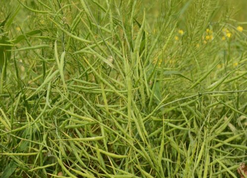 油菜籽2