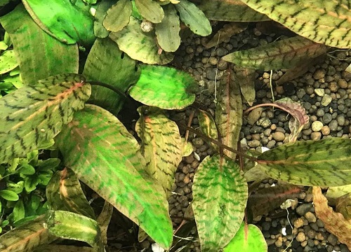 椒草的养殖方法和注意事项有哪些